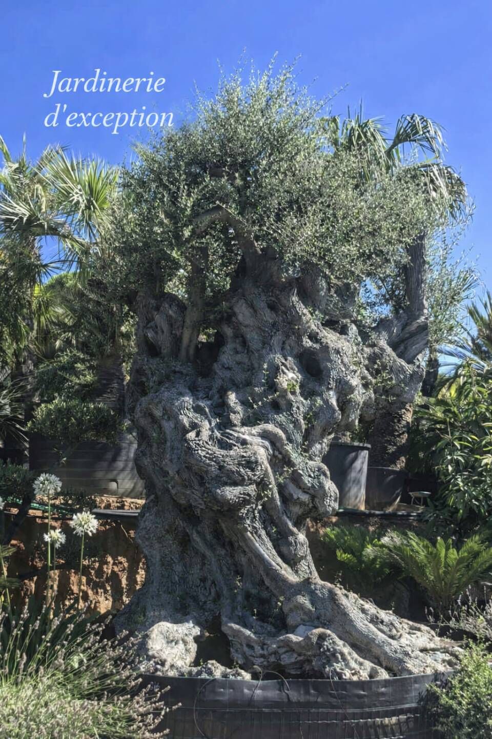Cession de parts sociales – Jardinerie rentable – Golfe de Saint‑Tropez